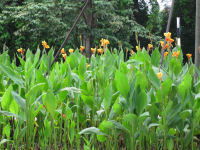IMG 0267s