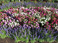 IMG 0008s
